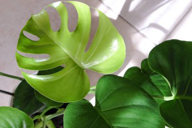 Bej arka planda tropik Monstera deliciosa. Evde bahçıvanlık modası konsepti. Kapatın. Düzgünce