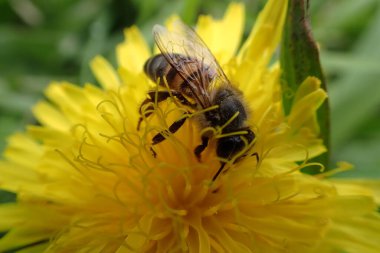 Yakından... Sarı bir karahindiba çiçeğini arayan bir pelerin bal arısının tepesinde....