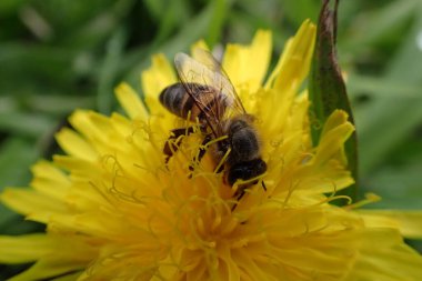 Yakından... Sarı bir karahindiba çiçeğini arayan bir pelerin bal arısının tepesinde....