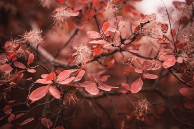 Dalı üzerinde renkli yaprakları ile sonbahar doğa arka plan. Yumuşak fo
