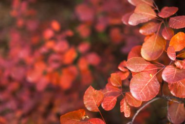 Dalı üzerinde renkli yaprakları ile sonbahar doğa arka plan. Yumuşak fo
