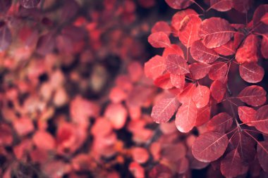 Dalı üzerinde renkli yaprakları ile sonbahar doğa arka plan. Yumuşak fo