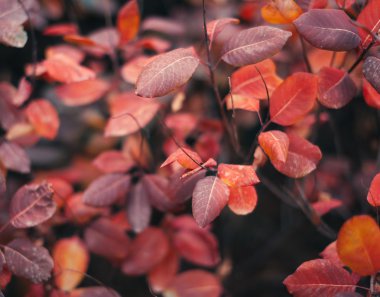 Dalı üzerinde renkli yaprakları ile sonbahar doğa arka plan. Yumuşak fo