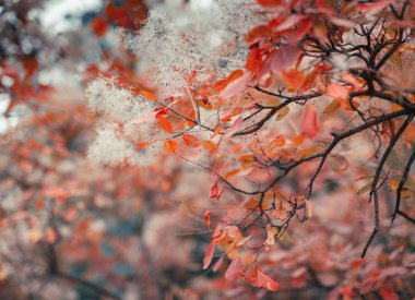 Dalı üzerinde renkli yaprakları ile sonbahar doğa arka plan. Yumuşak odak