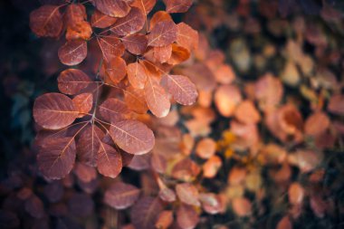 Dalı üzerinde renkli yaprakları ile sonbahar doğa arka plan. Yumuşak odak