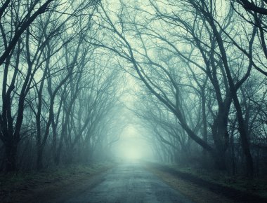 Sonbaharda siste yol ile korkunç gizemli orman