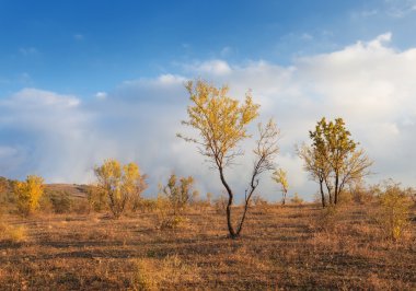 Ağaçları, Sarı yapraklar ve bulutlu gökyüzü günbatımı manzara