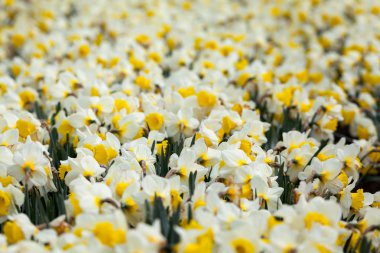 Çiçek. Güzel beyaz çiçekler bahar bahçe, canlı çiçek