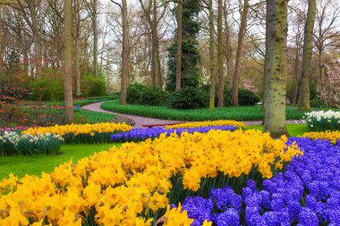Güzel çiçek açan çiçekler ünlü Keukenhof PA ile manzara