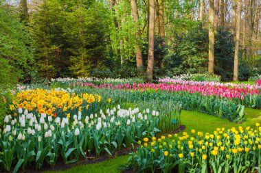 Güzel çiçek açan çiçekler ünlü Keukenhof PA ile manzara