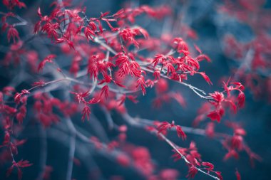 Bahar doğa arka plan dal üzerinde renkli yaprakları ile. Vintage