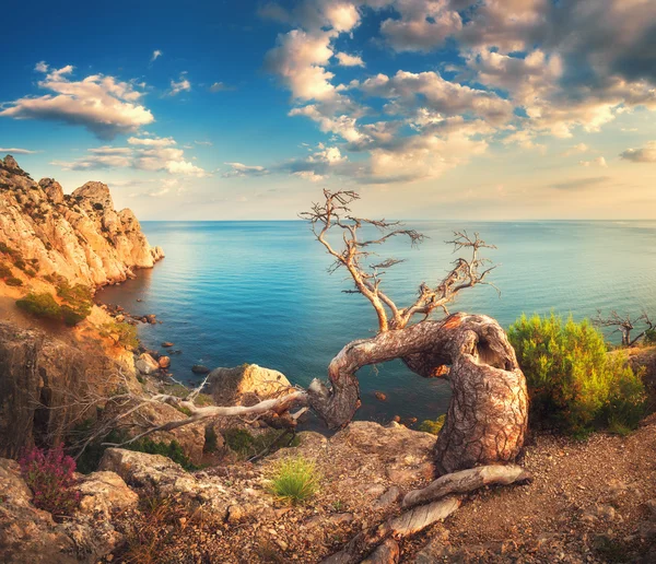 Paisagem colorida com árvore velha, montanhas, céu nublado e mar azul. Manhã ensolarada na Crimeia. Bela paisagem colorida no verão. — Fotografia de Stock