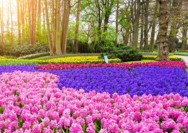 Hollanda Keukenhof parkta güzel çiçek açan çiçekler gün batımında. Lale ve sümbül ağaçları ile. Doğa arka plan