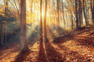 Renkli sonbahar manzara ağaçlar ve turuncu yaprak. Dağ