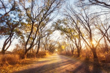 Sonbahar orman. Orman köy yolunda gün batımında ile