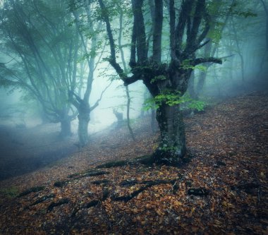 Mystical autumn forest in fog in the morning. Old Tree