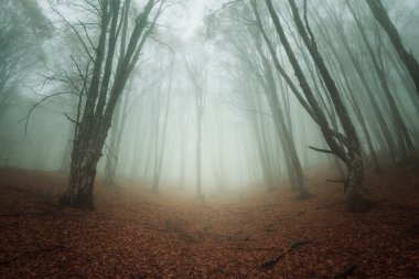 Kırım'da sonbahar ormanda