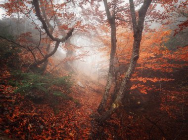 Kırım'da sonbahar ormanda
