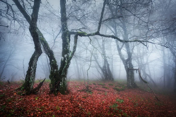 Herfst bos in de Krim — Stockfoto