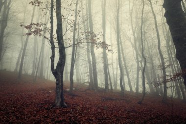 Kırım'da sonbahar ormanda