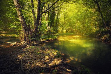 Küçük orman Nehri