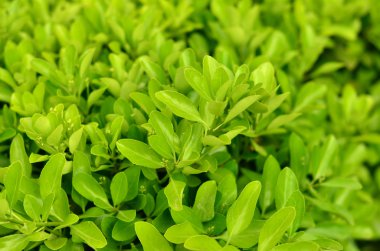 Park bush yakın çekim