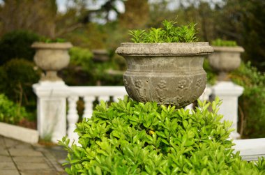 Yeşil dekoratif Park bush