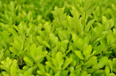 Park bush yakın çekim