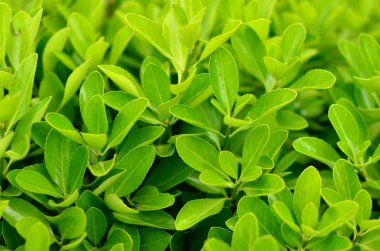 Park bush yakın çekim