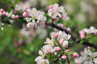 Elma ağacı pembe çiçekler