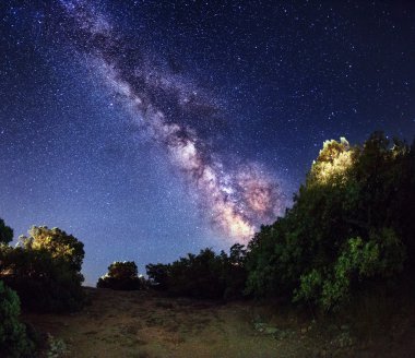 Ağaçlar gece gökyüzünde yıldızlar ile karşı
