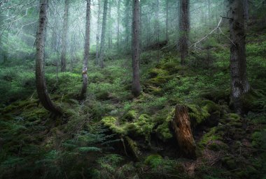 gizemli bahar orman sisin içinde. Ukrayna sabah