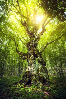 Sihirli ağaç. Ormanda güzel bahar gündoğumu