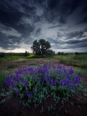 dramatik cennet yaz gün. çalılar ve çiçekler