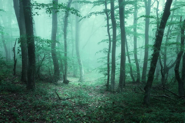 Trail door een mysterieuze donkere bos in mist met groene bladeren. — Stockfoto