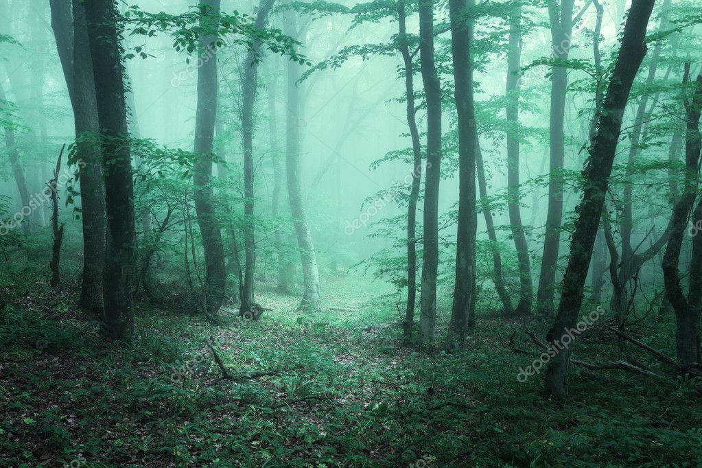 Trail through a mysterious dark forest in fog with green leaves. Stock