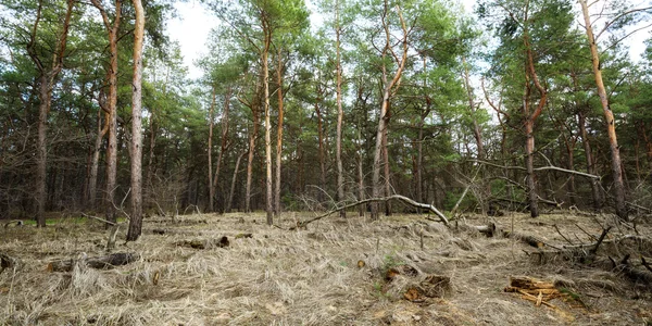 Красиві зелені соснові дерева у весняному лісі на заході сонця. Ялина — стокове фото