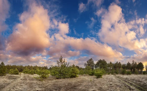 Green pine trees in spring with blue sky and beautiful clouds at sunset. Spruce, fir tree. Forest in Ukraine — Stock Photo, Image