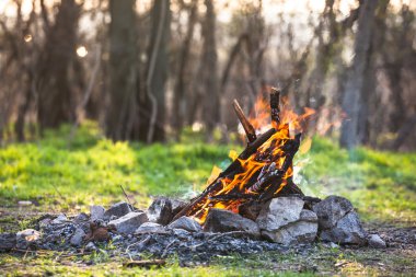 Bahar ormandaki şenlik ateşi. Yangın kömürleri