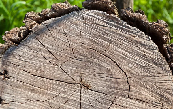 Gamla trä textur. bakgrund paneler för design — Stockfoto