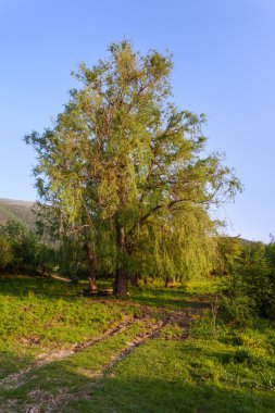 Günbatımı manzara. Yaz aylarında yalnız ağaç