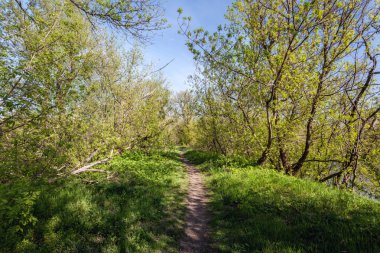 Güzel gün batımı sihirli orman içinde. İz. Bahar manzara