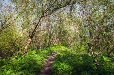 Güzel gün batımı sihirli orman içinde. İz. Bahar manzara