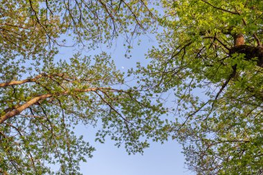 Güzel gün batımı sihirli orman içinde. İz. Bahar manzara