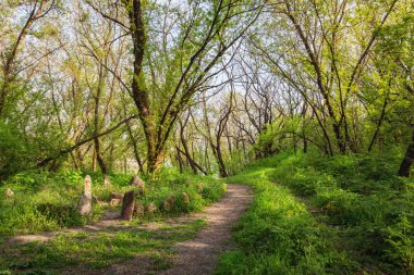 Güzel gün batımı sihirli orman içinde. İz. Bahar manzara