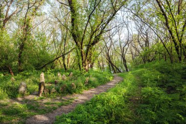 Güzel gün batımı sihirli orman içinde. İz. Bahar manzara