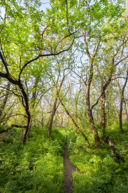 Güzel gün batımı sihirli orman içinde. İz. Bahar manzara