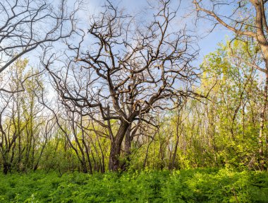 Güzel gün batımı sihirli orman içinde. İz. Bahar manzara