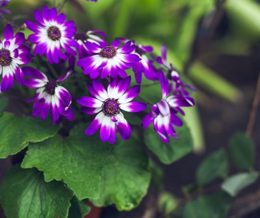 Güzel bahar çiçekleri. Sanat Tasarım. 