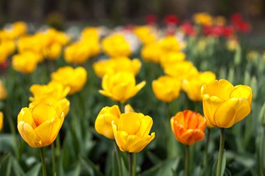 Lale. Güzel bahar çiçekleri. Sanat Tasarım